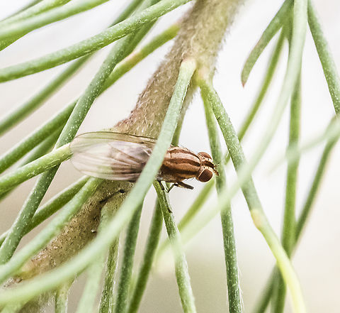 Sapromyza brunneovittata A lauxid fly Australia,Geotagged,Sapromyza brunneovittata,Summer