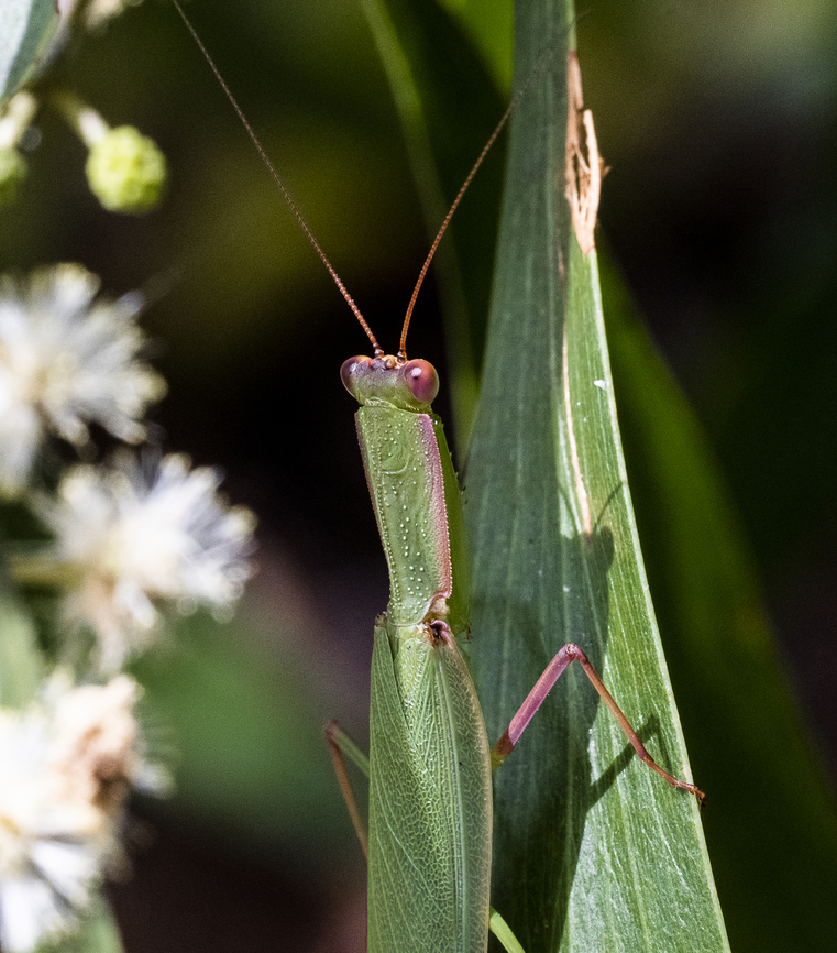 Garden Mantid - Orthodera ministralis A closer look Australia,Australian Green Mantis,Geotagged,Orthodera ministralis,Summer
