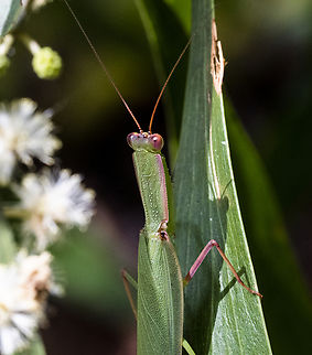 Garden Mantid - Orthodera ministralis A closer look Australia,Australian Green Mantis,Geotagged,Orthodera ministralis,Summer