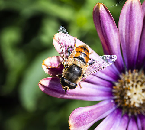 Common Drone Fly - Eristalis tenax  Australia,Common Drone Fly,Eristalis tenax,Geotagged,Summer