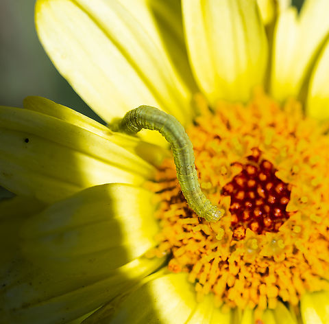 Caterpillar - Scopula perlata  Australia,Geotagged,Scopula perlata,Summer