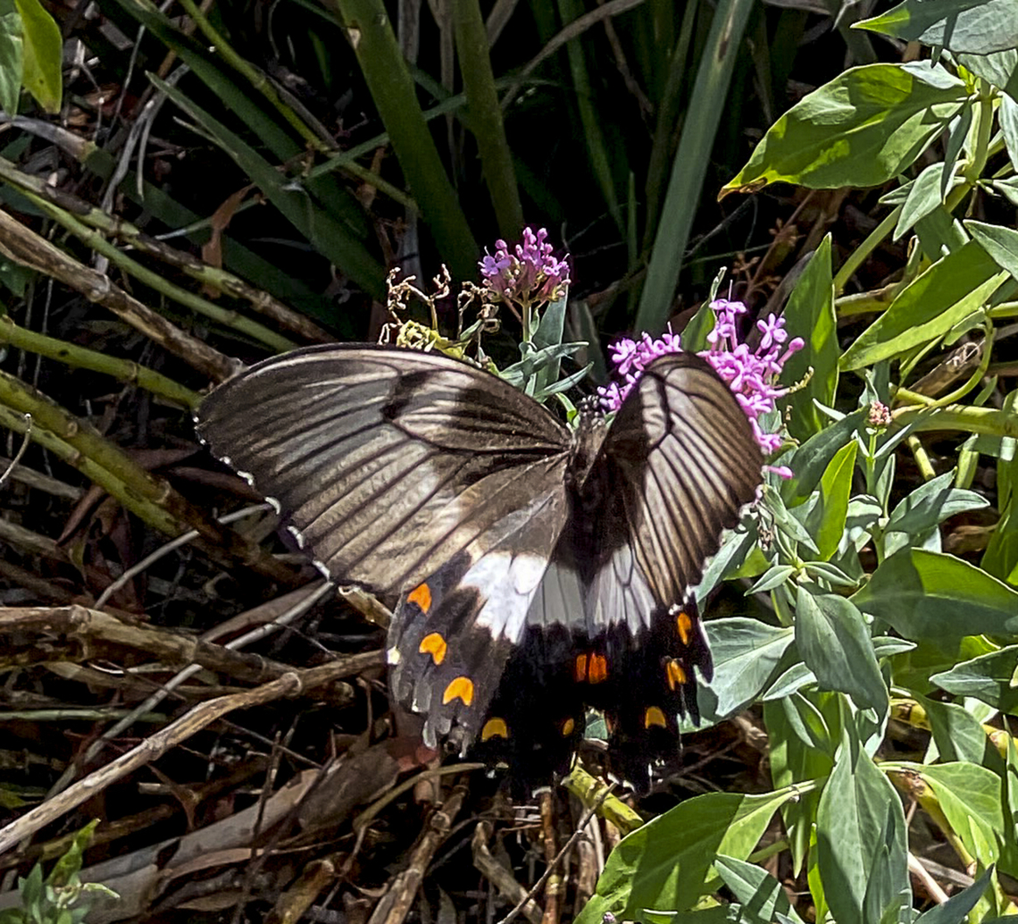 Orchard swallowtail iphone but Australia,Geotagged,Orchard swallowtail butterfly,Papilio aegeus,Summer