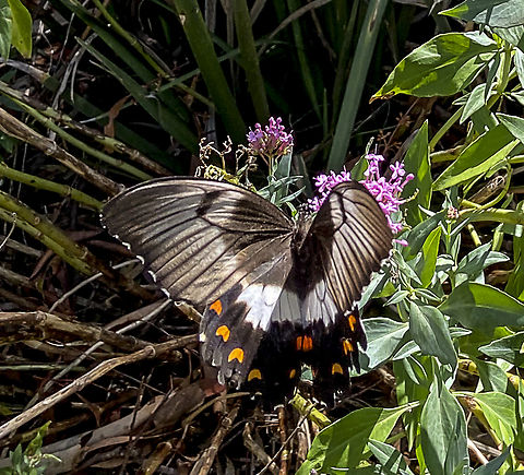 Orchard swallowtail iphone but Australia,Geotagged,Orchard swallowtail butterfly,Papilio aegeus,Summer