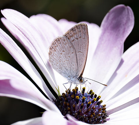 Zizina labradus Common Grass Blue Australia,Common Grass Blue,Geotagged,Lesser grass blue,Summer,Zizina labradus,Zizina otis