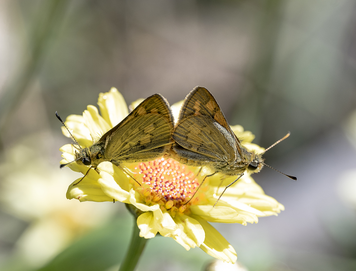 Ocybadistes walkeri Yellow-banded dart<br />
<br />
Back to back they faced each other Australia,Geotagged,Ocybadistes walkeri,Summer