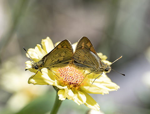 Ocybadistes walkeri Yellow-banded dart

Back to back they faced each other Australia,Geotagged,Ocybadistes walkeri,Summer