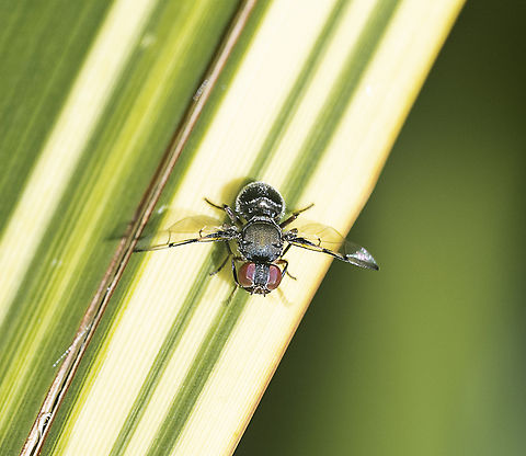 Pogonortalis doclea Boatman Fly Australia,Boatman Fly,Geotagged,Pogonortalis doclea,Summer