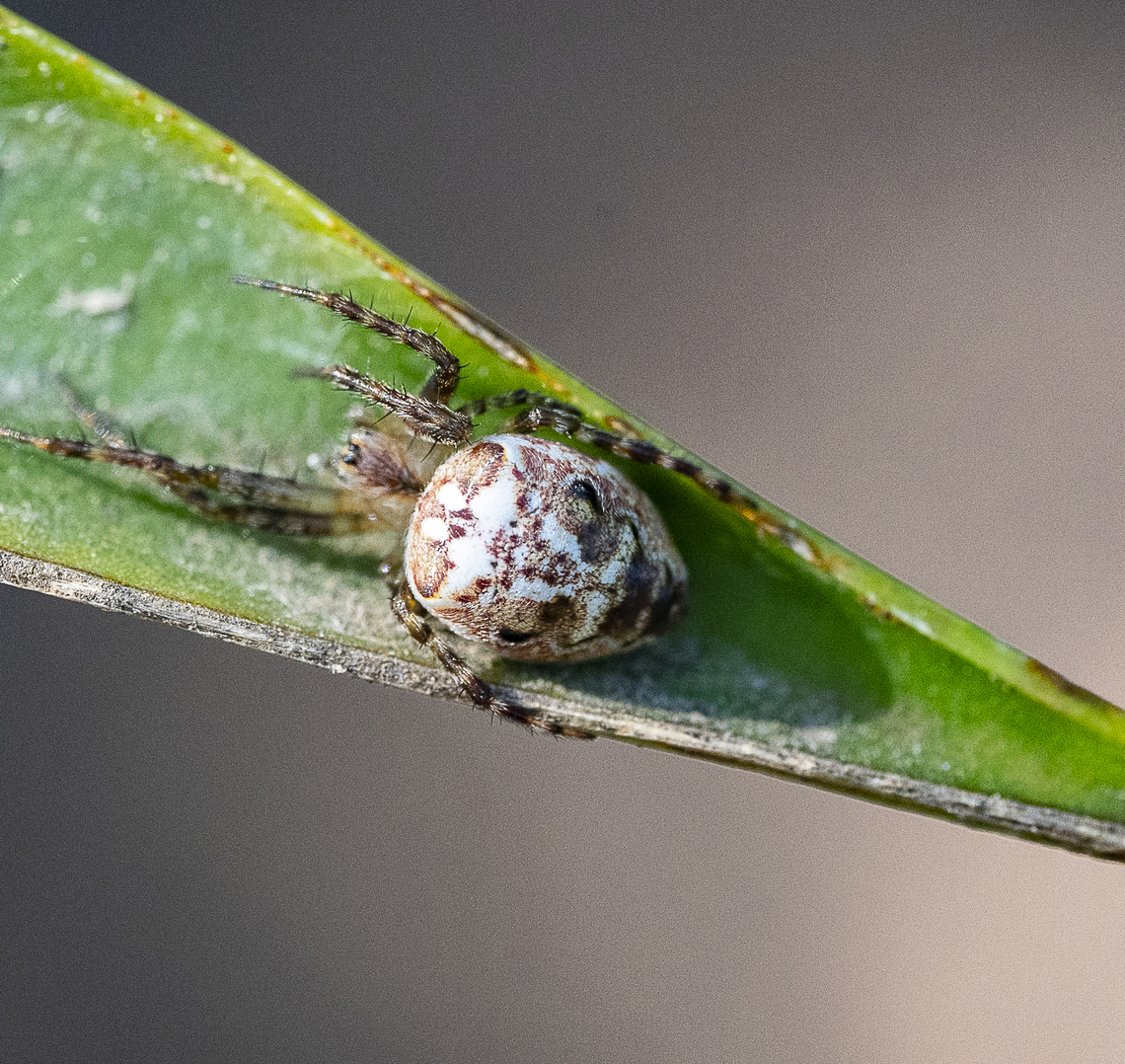 Plebs eburnus  Australia,Eastern Grass Orb-weaver,Geotagged,Plebs eburnus,Summer