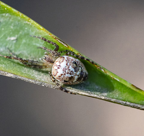 Plebs eburnus  Australia,Eastern Grass Orb-weaver,Geotagged,Plebs eburnus,Summer