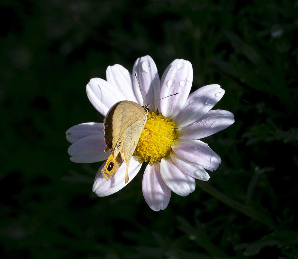 Hypocysta metirius Common Brown Ringlet<br />
<br />
A little worse for wear Australia,Common Brown Ringlet,Geotagged,Hypocysta metirius,Summer