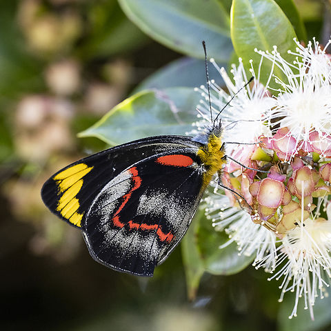 Delias nigrina (Fabricius, 1775) Common Jezabel Australia,Black Jezebel,Delias nigrina,Geotagged,Summer