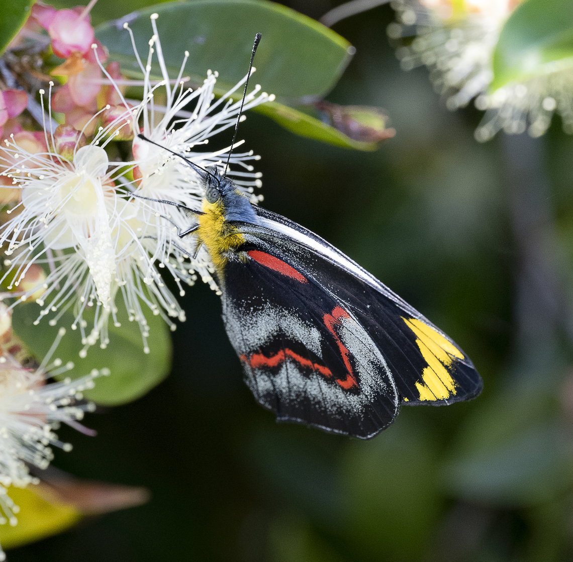 Delias nigrina Black Jezebel Australia,Black Jezebel,Delias nigrina,Geotagged,Summer