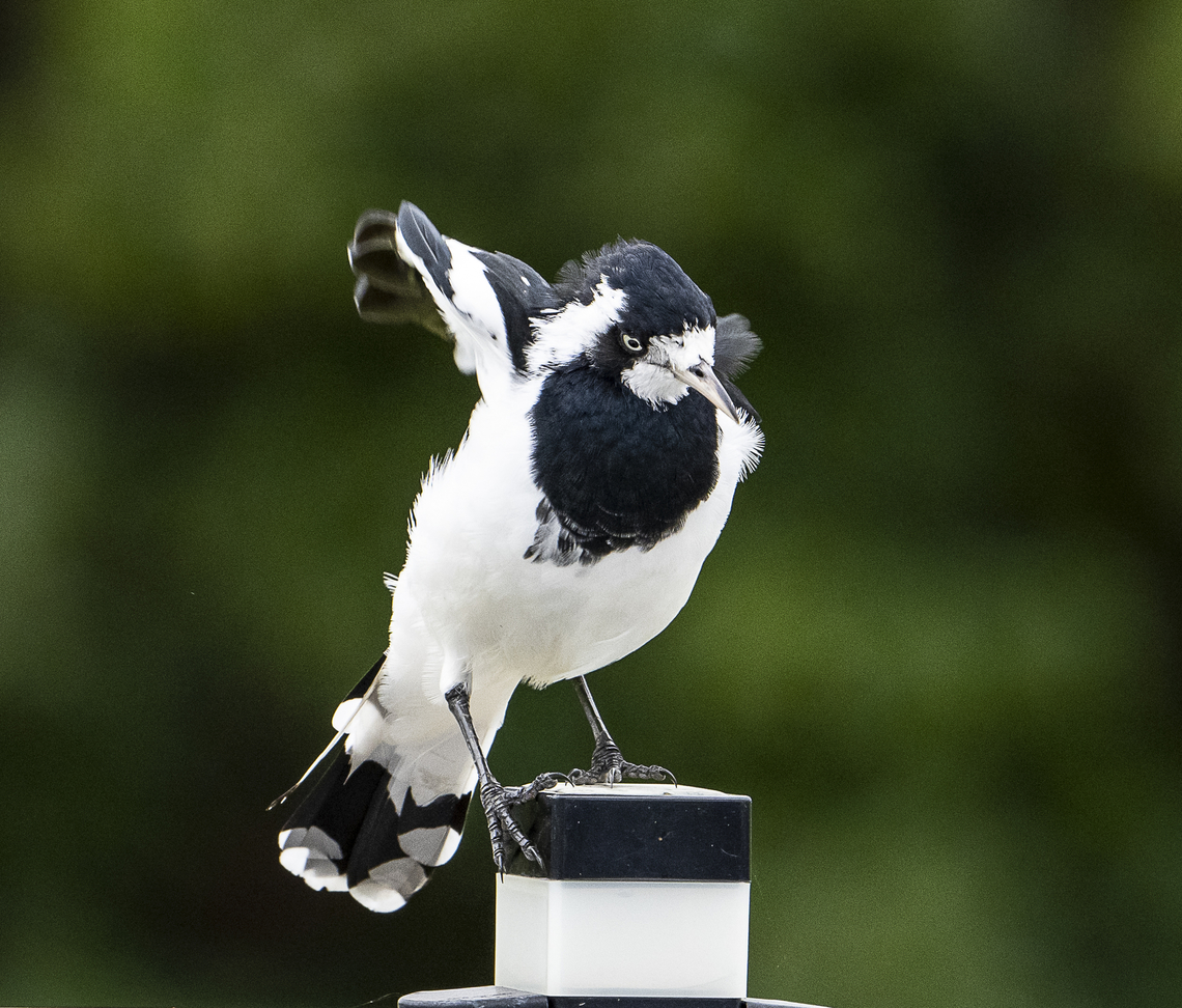 Grallina cyanoleuca - Magpie Lark or Peewit Learning to pole sit Australia,Geotagged,Grallina cyanoleuca,Magpie-lark,Summer