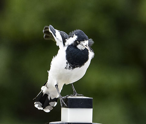Grallina cyanoleuca - Magpie Lark or Peewit Learning to pole sit Australia,Geotagged,Grallina cyanoleuca,Magpie-lark,Summer