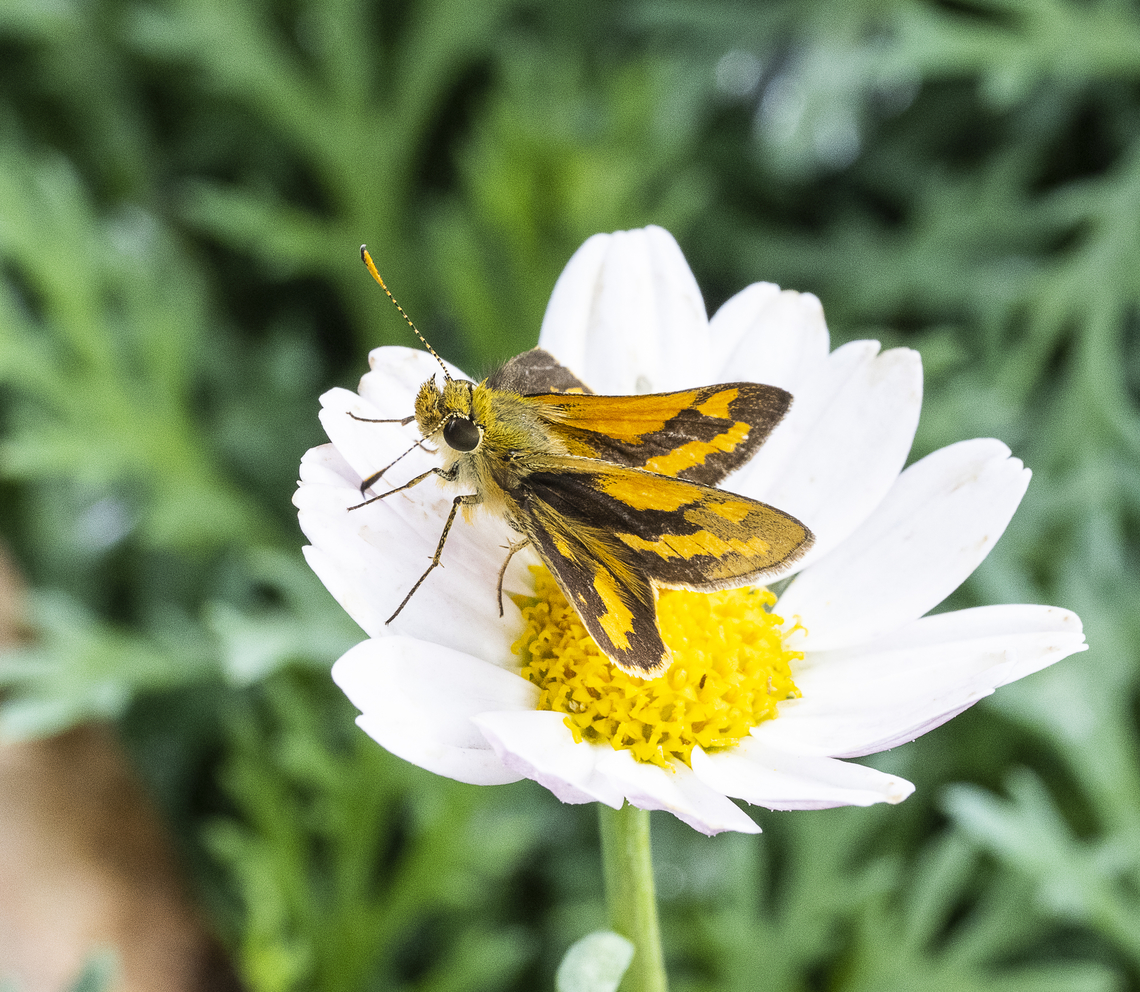 Yellow-banded dart  Australia,Fall,Geotagged,Greenish Grass-dart,Ocybadistes walkeri
