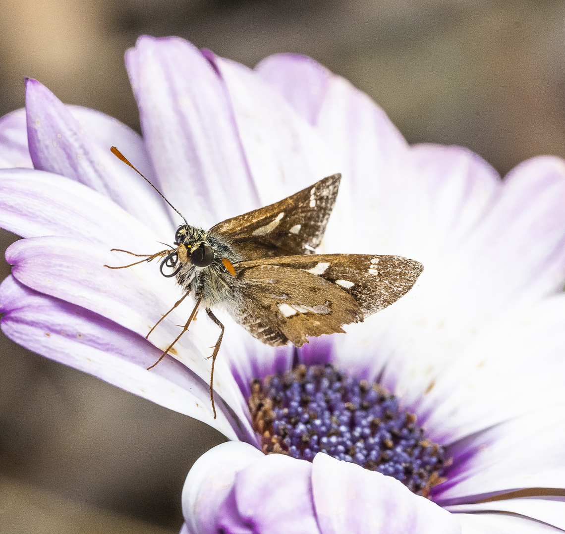 Toxidia andersoni Southern grass skipper Australia,Fall,Geotagged,Toxidia andersoni