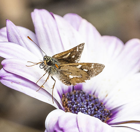 Toxidia andersoni Southern grass skipper Australia,Fall,Geotagged,Toxidia andersoni