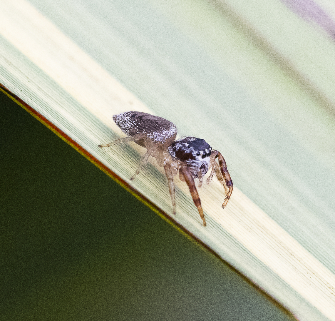 Hypoblemum griseum ?  Australia,Fall,Geotagged,Hypoblemum griseum,White-banded House Jumping Spider