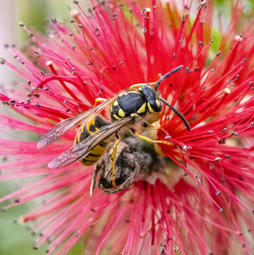 Vespula germanica - European wasp  Australia,Fall,Geotagged,German wasp,Spring,Vespula germanica