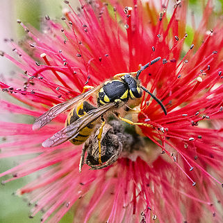 Vespula germanica - European wasp  Australia,Fall,Geotagged,German wasp,Spring,Vespula germanica