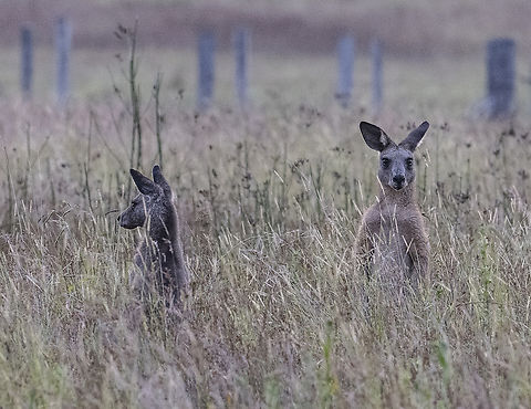 You look that way I'll check the photographer - Eastern grey kangaroo In the early morning mist Australia,Eastern grey kangaroo,Geotagged,Macropus giganteus,Summer