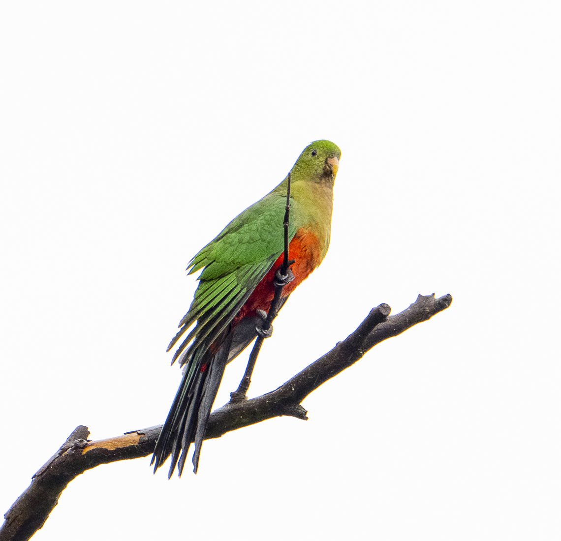 Alisterus scapularis Australian King Parrot - Juvenile - quite wet Alisterus scapularis,Australia,Australian king parrot,Fall,Geotagged