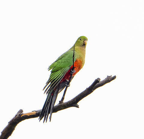 Alisterus scapularis Australian King Parrot - Juvenile - quite wet Alisterus scapularis,Australia,Australian king parrot,Fall,Geotagged