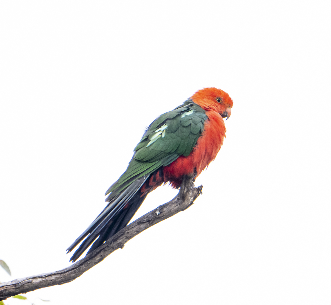 Alisterus scapularis King Parrot - Male - Quite wet Alisterus scapularis,Australia,Australian king parrot,Fall,Geotagged