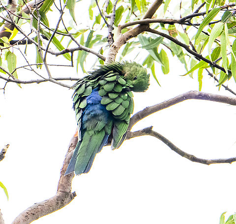 Alisterus scapularis Australian Juvenile King Parrot - preening Alisterus scapularis,Australia,Australian king parrot,Fall,Geotagged