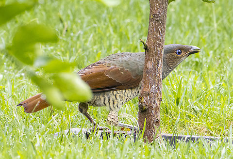 Ptilonorhynchus violaceus Satin Bowerbird - Female

This highly anxious bird was just about to be attacked/swooped by an Australian magpie Australia,Fall,Geotagged,Ptilonorhynchus violaceus,Satin Bowerbird