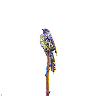 Anthochaera chrysoptera Little wattlebird - in the rain Anthochaera chrysoptera,Australia,Fall,Geotagged,Little wattlebird