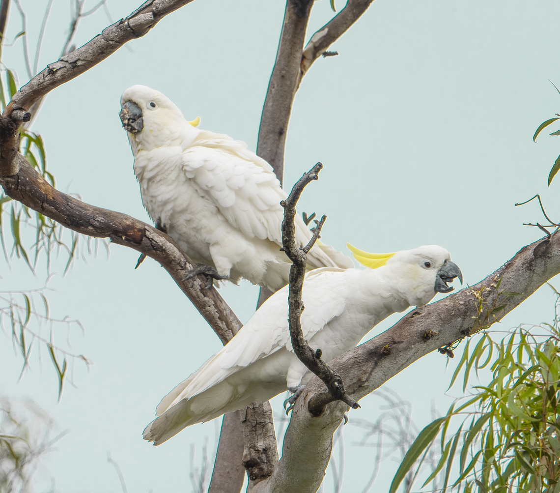 Eating in the rain Sulphur Crested Cockatoos<br />
<br />
These large birds can be quite destructive in an urban situation. They will destroy a passionfruit vine, chew the wood on bannisters and strip the rubber seals around windows. They are loud, raucous and highly intelligent. Australia,Cacatua galerita,Fall,Geotagged,Sulphur Crested
