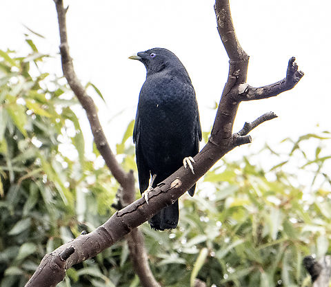 Satin Bowerbird - Male - In the mist Ptilonorhynchus violaceus Australia,Fall,Geotagged,Ptilonorhynchus violaceus,Satin Bowerbird