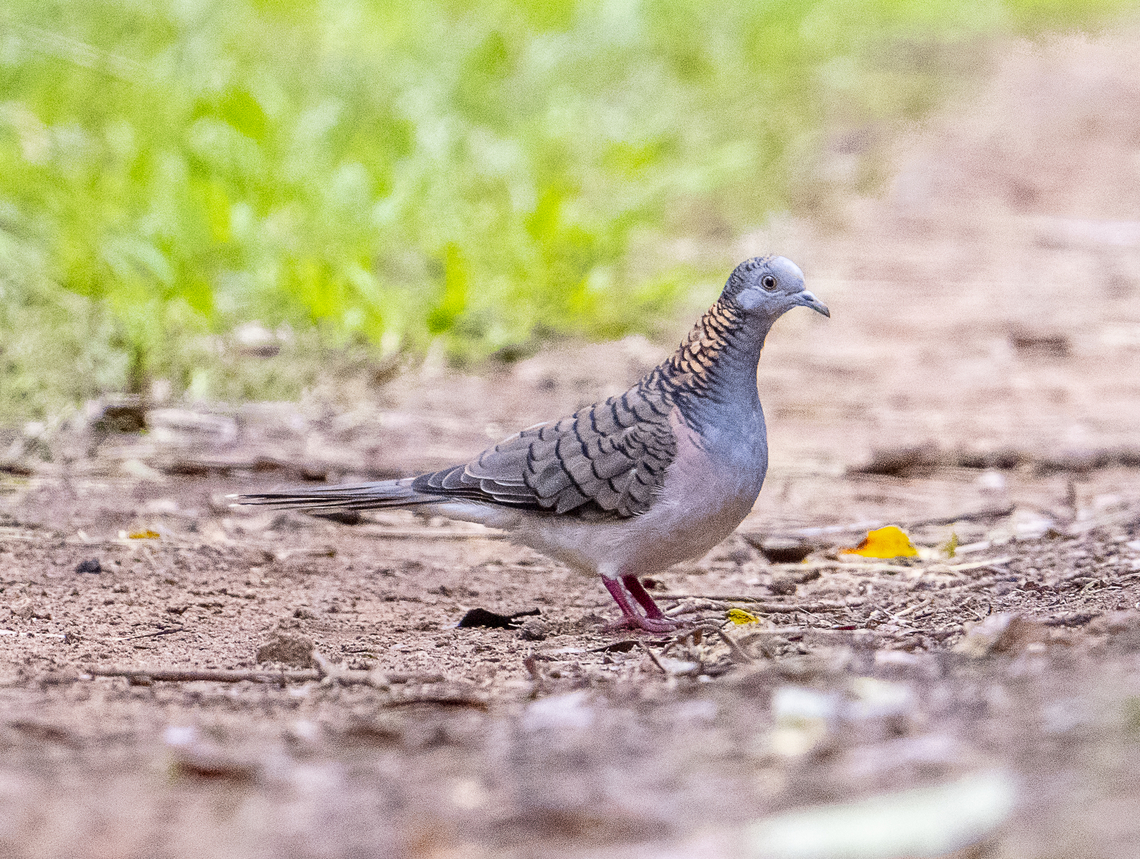 Geopelia humeralis Bar shouldered dove Australia,Bar-shouldered dove,Fall,Geopelia humeralis,Geotagged