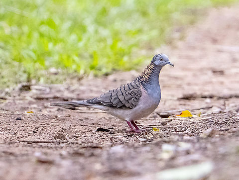 Geopelia humeralis Bar shouldered dove Australia,Bar-shouldered dove,Fall,Geopelia humeralis,Geotagged