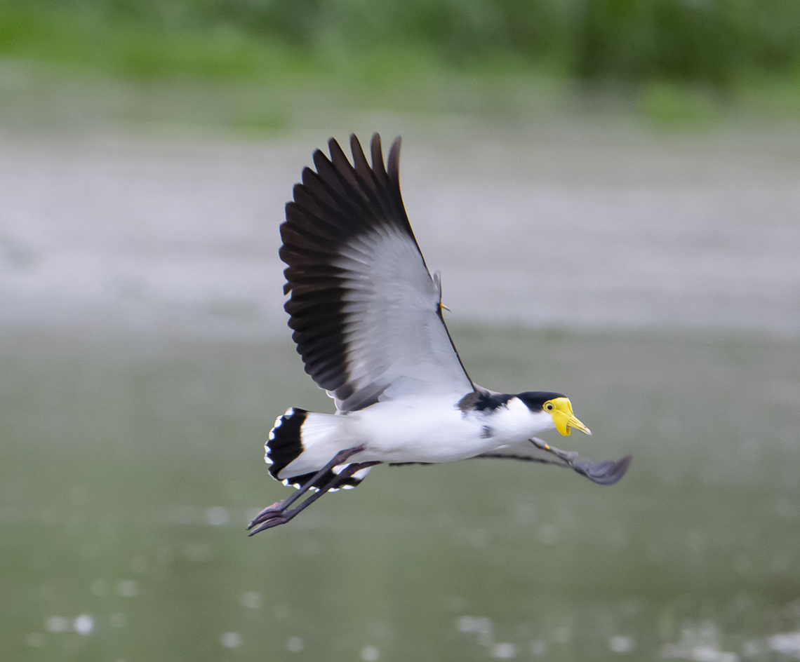 Masked Lapwing  Australia,Fall,Geotagged,Masked lapwing,Vanellus miles