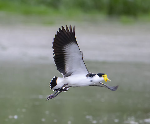Masked Lapwing  Australia,Fall,Geotagged,Masked lapwing,Vanellus miles
