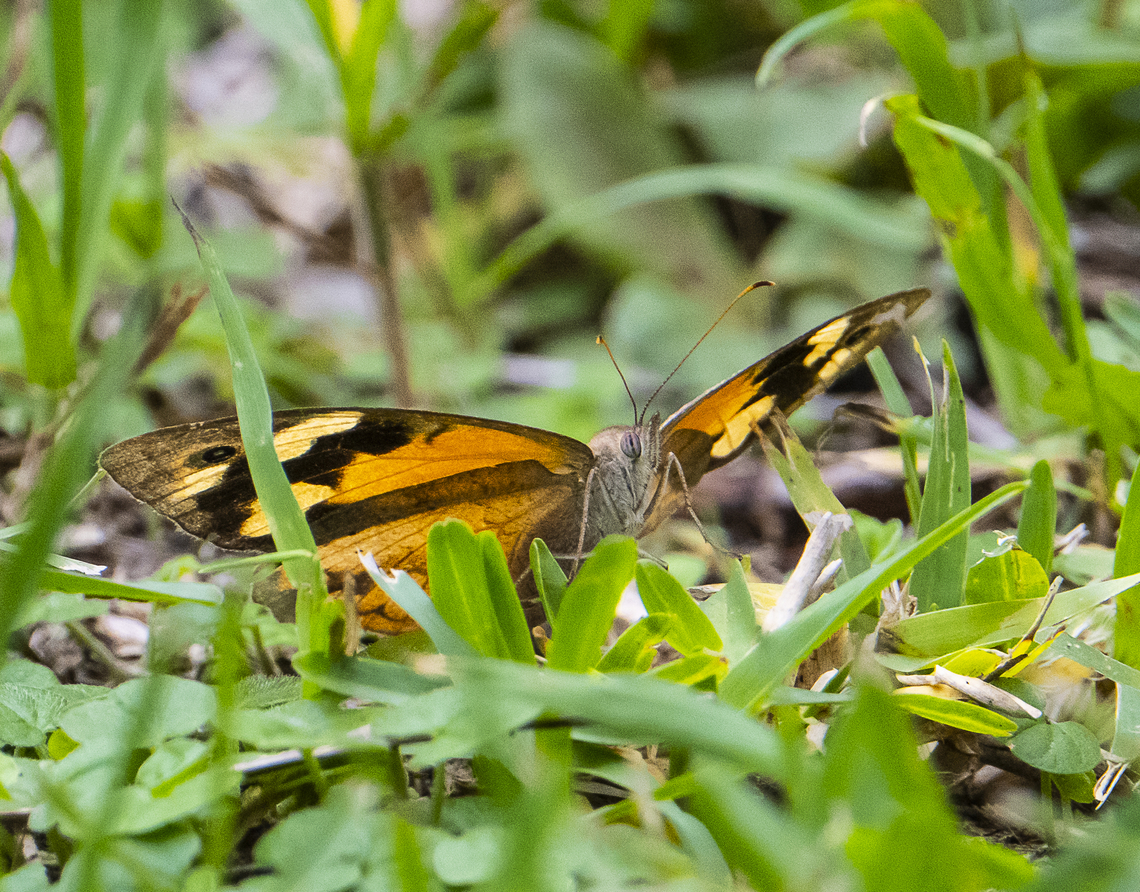 Common brown ringlet  Australia,Common Brown Ringlet,Fall,Geotagged,Hypocysta metirius
