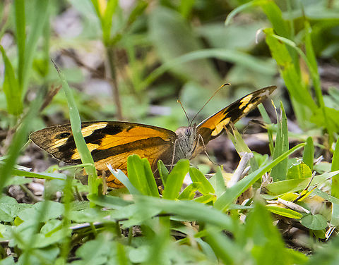 Common brown ringlet  Australia,Common Brown Ringlet,Fall,Geotagged,Hypocysta metirius