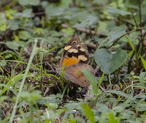 Common Brown Ringlet  Australia,Common Brown Ringlet,Fall,Geotagged,Hypocysta metirius