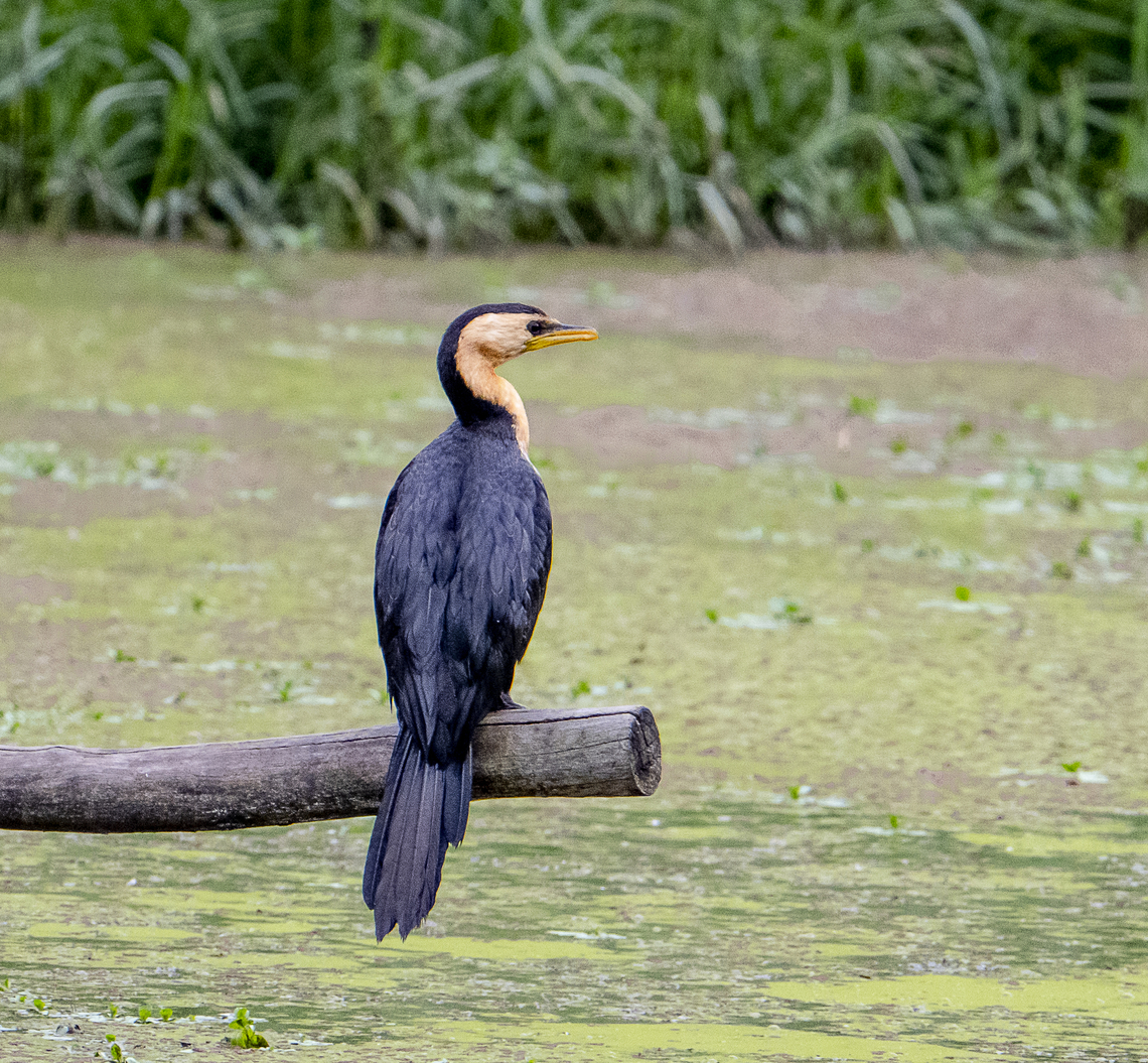 Pied Cormorant  Australia,Australian Pied Cormorant,Fall,Geotagged,Phalacrocorax varius