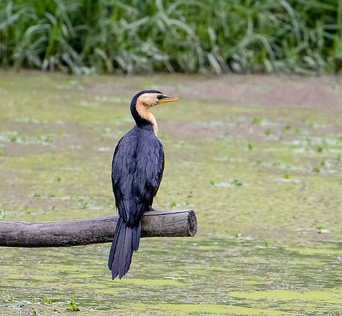 Pied Cormorant  Australia,Australian Pied Cormorant,Fall,Geotagged,Phalacrocorax varius