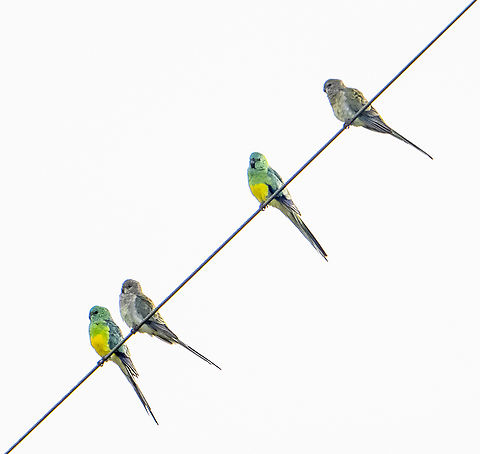 Like a bird on a wire  Australia,Fall,Geotagged,Psephotus haematonotus,Red-rumped parrot