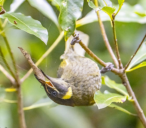Lewin's Honeyeater Meets leaf curling spider Australia,Fall,Geotagged,Lewins honeyeater,Meliphaga lewinii