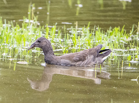 Dusky moorhen - immature  Australia,Dusky Moorhen,Fall,Gallinula tenebrosa,Geotagged