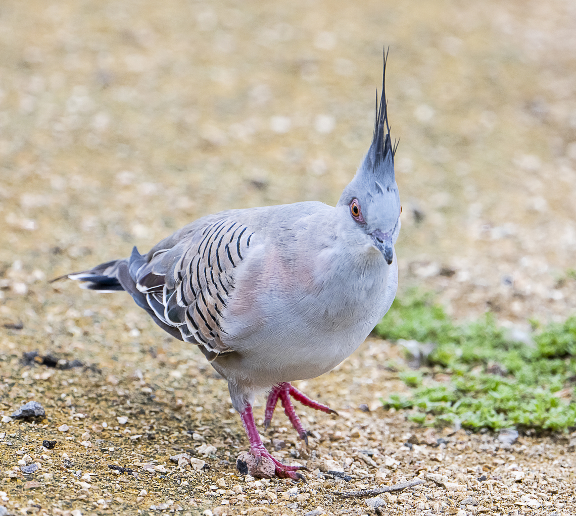 Crested pigeon  Australia,Crested pigeon,Fall,Geotagged,Ocyphaps lophotes