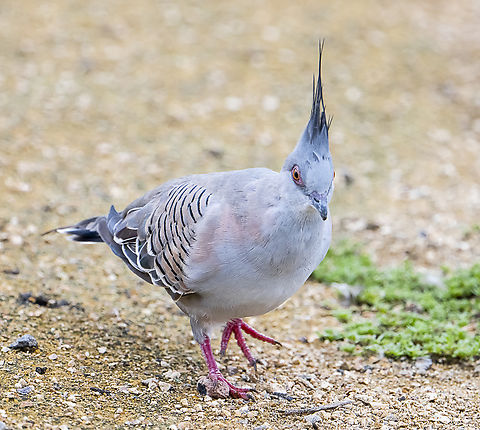 Crested pigeon  Australia,Crested pigeon,Fall,Geotagged,Ocyphaps lophotes