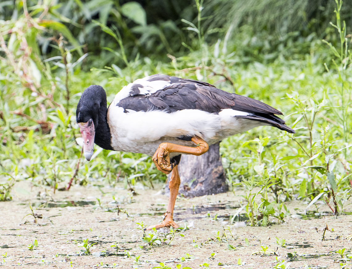 Magpie goose  Anseranas semipalmata,Australia,Fall,Geotagged,magpie goose