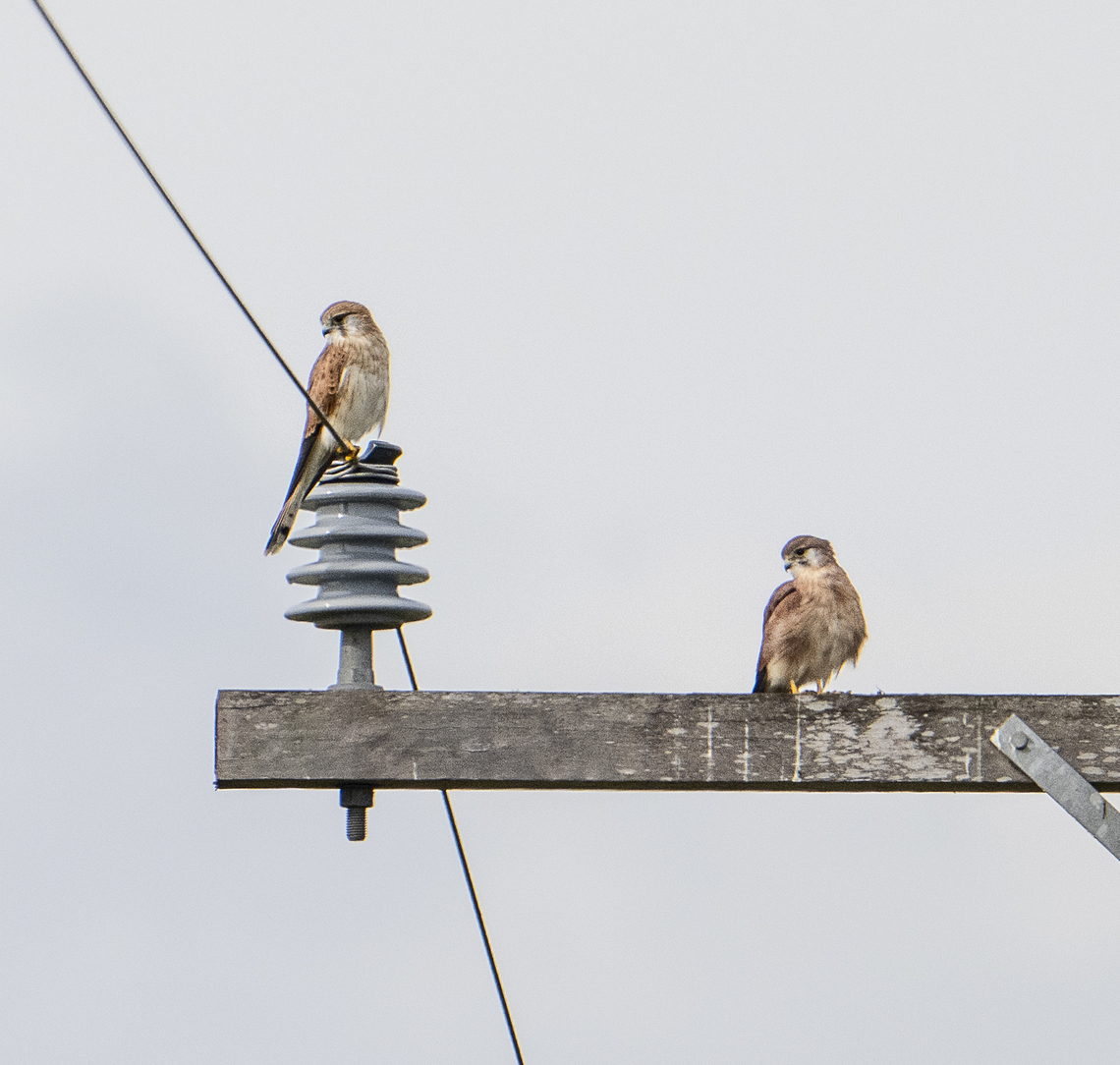 Nankeen Kestrel - Looking for breakfast Falco cenchroides<br />
<br />
Also known as a windhover Australia,Falco cenchroides,Fall,Geotagged,Nankeen kestrel