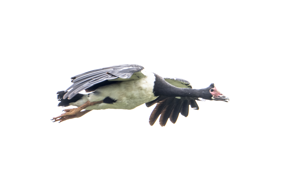 Magpie Goose  Anseranas semipalmata,Geotagged,Spring,magpie goose